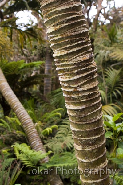 Lord Howe Island_20061211_063.jpg